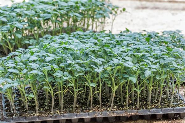 秋番茄容易发生什么病害,常见早疫病、叶霉病、晚疫病等类型