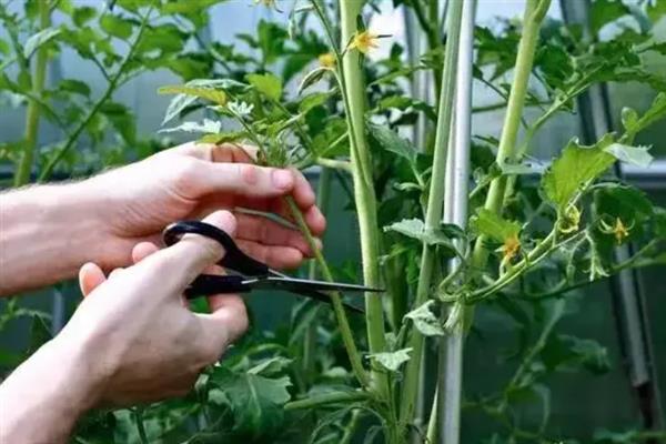 秋番茄容易发生什么病害,常见早疫病、叶霉病、晚疫病等类型