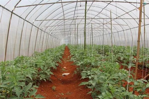 秋番茄容易发生什么病害,常见早疫病、叶霉病、晚疫病等类型