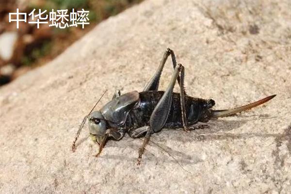 蟋蟀和蝈蝈有什么区别,科属、别名、体色均不同