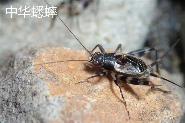 蟋蟀和蝈蝈有什么区别,科属、别名、体色均不同