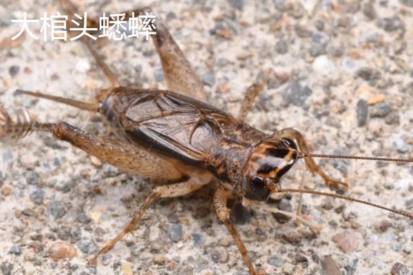 蟋蟀和蝈蝈有什么区别,科属、别名、体色均不同