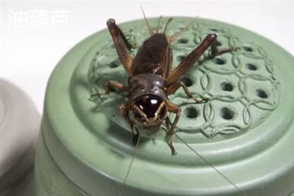 蟋蟀和蝈蝈有什么区别,科属、别名、体色均不同