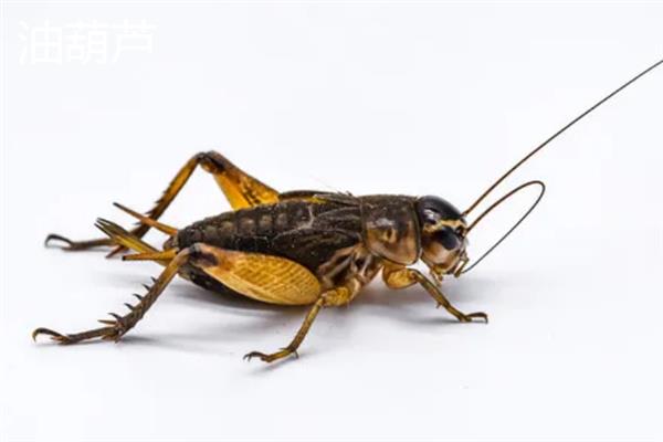 蟋蟀和蝈蝈有什么区别,科属、别名、体色均不同