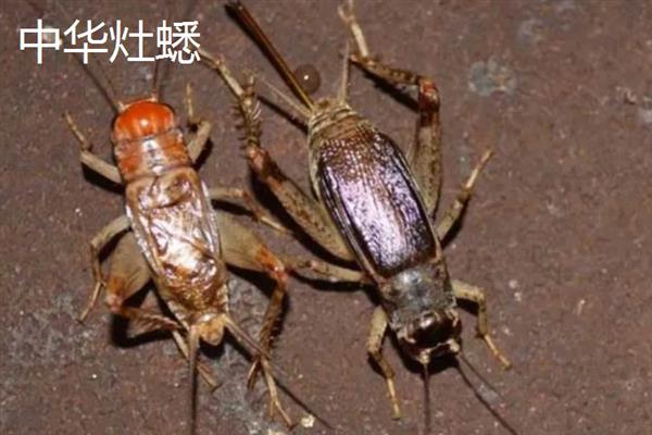 蟋蟀和蝈蝈有什么区别,科属、别名、体色均不同