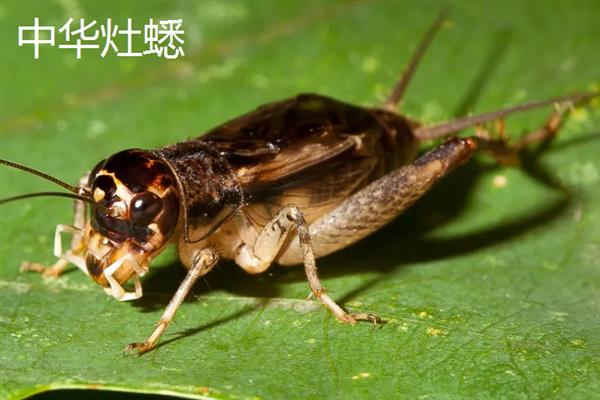 蟋蟀和蝈蝈有什么区别,科属、别名、体色均不同