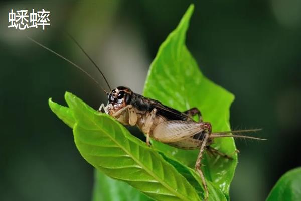 蟋蟀和蝈蝈有什么区别,科属、别名、体色均不同