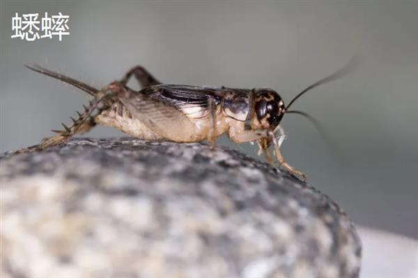 蟋蟀和蝈蝈有什么区别,科属、别名、体色均不同