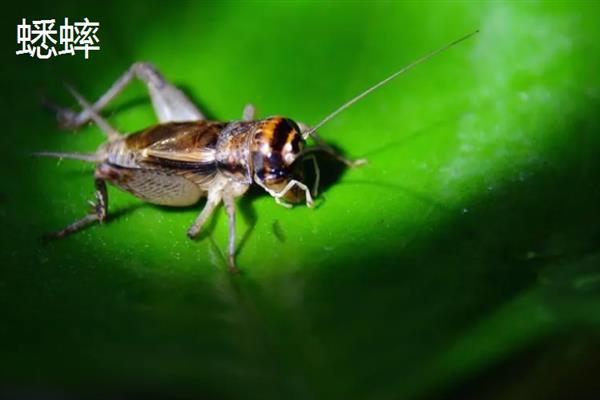 蟋蟀和蝈蝈有什么区别,科属、别名、体色均不同