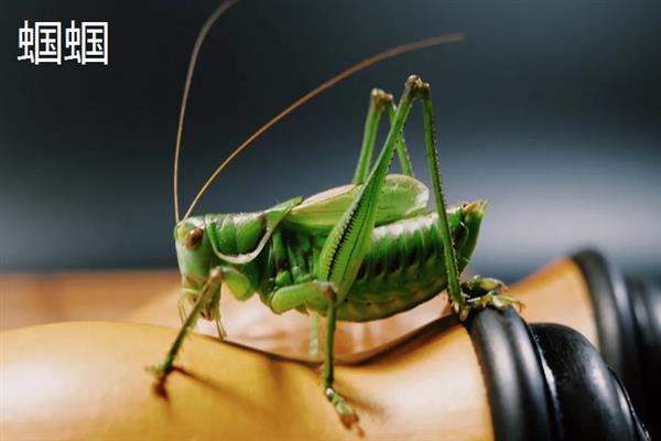 蟋蟀和蝈蝈有什么区别,科属、别名、体色均不同