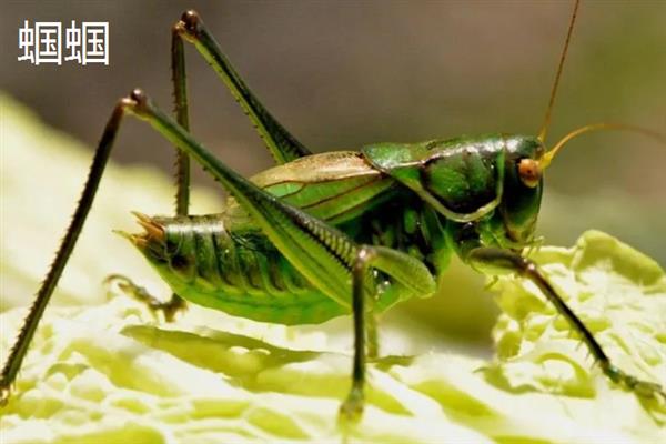蟋蟀和蝈蝈有什么区别,科属、别名、体色均不同