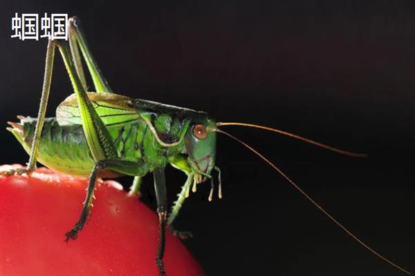 蟋蟀和蝈蝈有什么区别,科属、别名、体色均不同