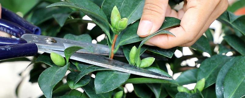 茶花什么季节剪枝，不同花型的茶花修剪时间不同