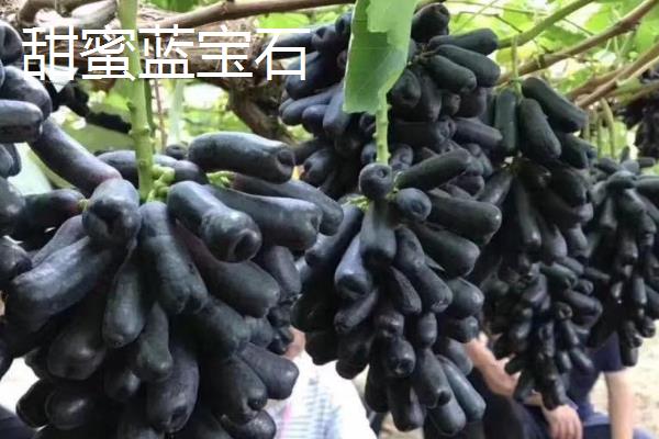 葡萄品种介绍，常见的有甜蜜蓝宝石、云军一号等