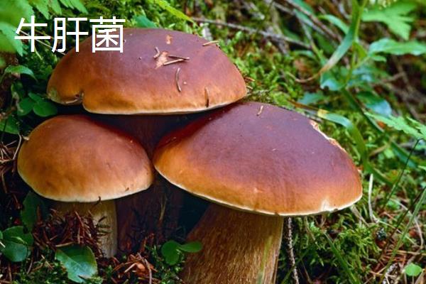 野生菌的生长速度，在温暖湿润的地方只需10天即可成熟