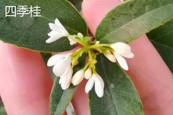 最香的桂花品种有哪些，常见的有金桂、银桂、丹桂等