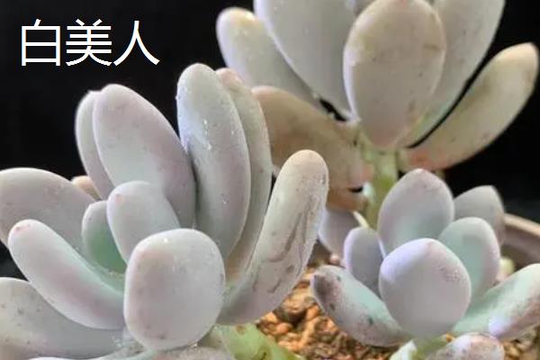 白美人和桃美人的区别，植物学分类和名字的由来均不同