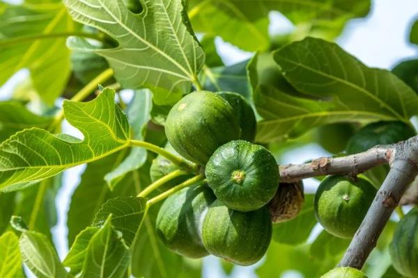 无花果如何修剪，不同季节的修剪方式不同