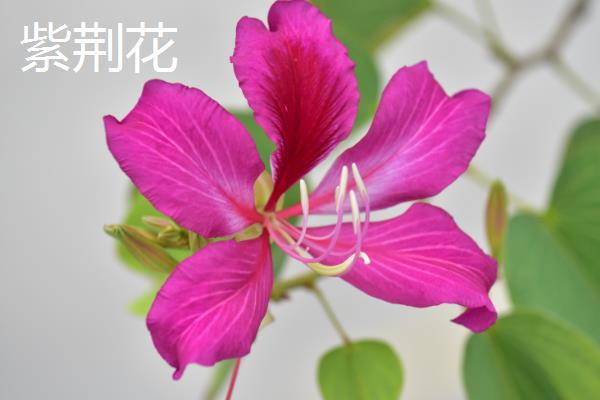 羊蹄甲和紫荆花有什么区别，株型、叶片和花朵均不同