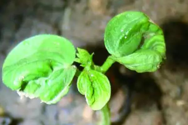 金银花的种植方法，喜欢在温暖的环境中生长