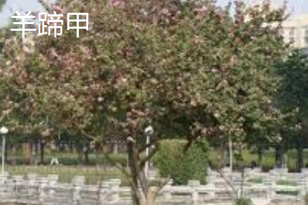 羊蹄甲和紫荆花有什么区别，株型、叶片和花朵均不同