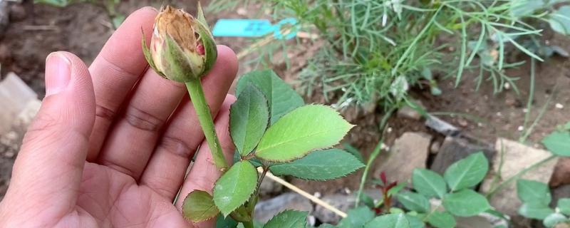 月季花苞黑了的原因，可能是土壤结块或淋雨过长所致