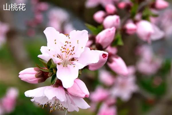 山桃花和桃花有什么区别，株高、叶片和花朵均不同