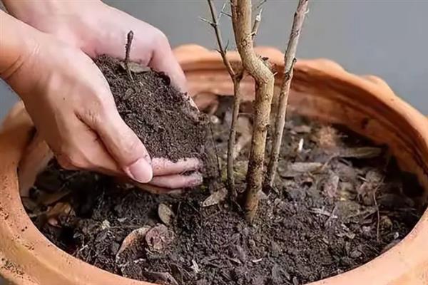 秋天都有哪些开花品种，常见的有桂花、木槿、秋葵等