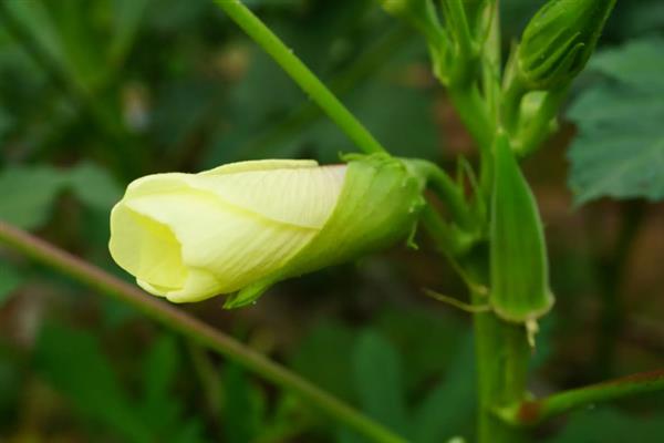 秋天都有哪些开花品种，常见的有桂花、木槿、秋葵等