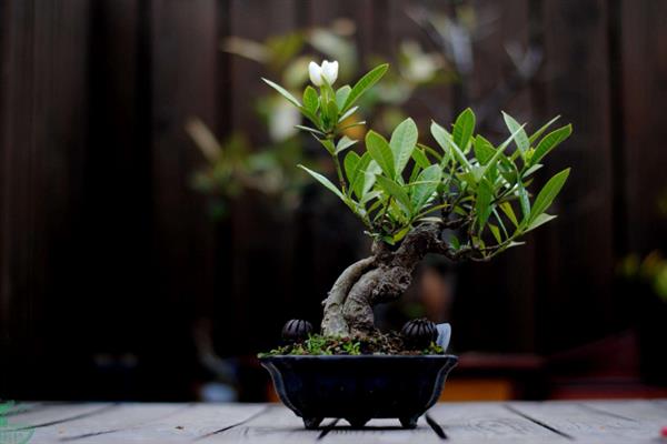 栀子花有毒吗，栀子花是完全没有毒的