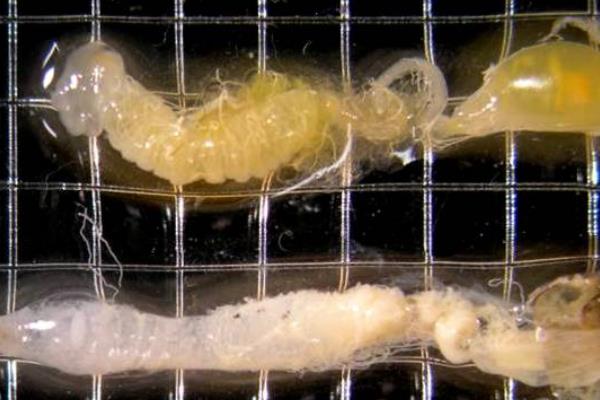 中蜂会发生哪些疾病，包括囊状幼虫病、爬蜂病、孢子虫病等种类