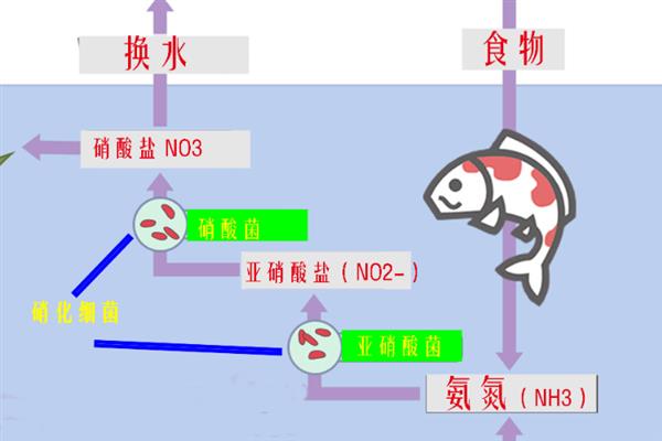 细菌屋放鱼缸里有没有用，有用但是需要避光