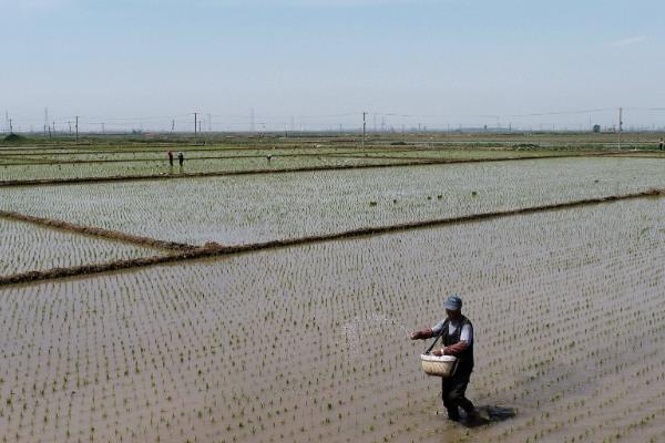 杂交水稻的播种方法，播种前需浸种12-18小时