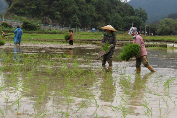 水稻抛芽栽培方法，应选高产抗病品种