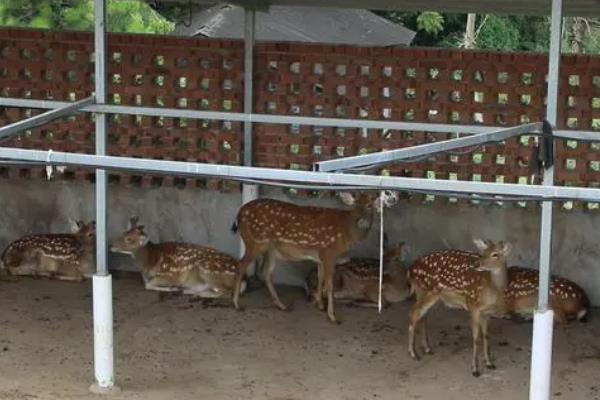 梅花鹿能不能私人养殖，办理相关证件和手续才能饲养