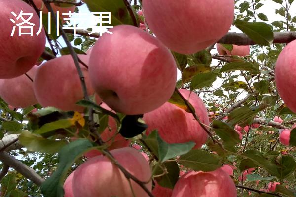 又脆又甜又好吃的苹果品种，常见的有洛川苹果、红星苹果等