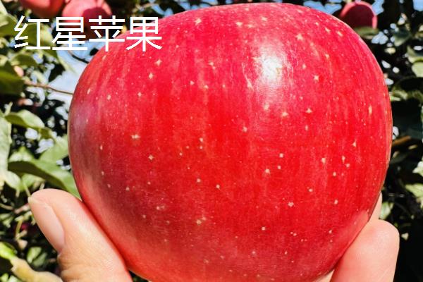 又脆又甜又好吃的苹果品种，常见的有洛川苹果、红星苹果等