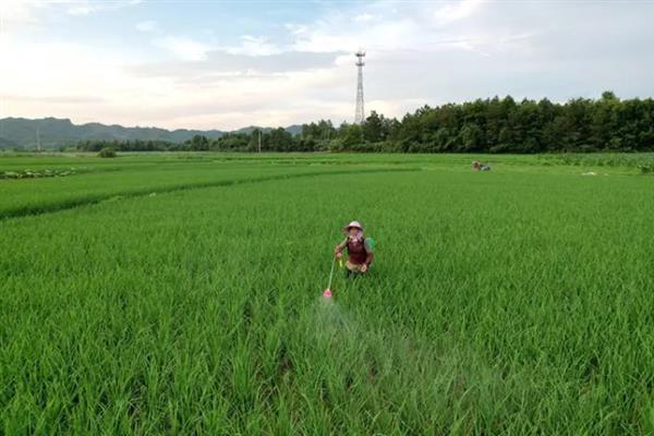 烯啶吡蚜酮的防治对象，可灭杀灰飞虱、苹果蚜、白粉虱等害虫