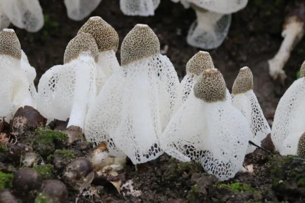 竹荪生长在哪里，不同品种的生长环境有区别