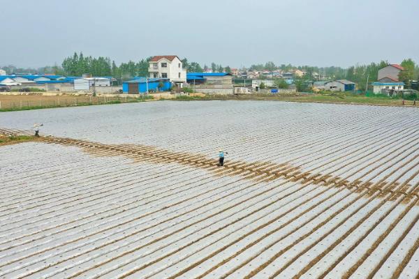 露地播种春花生的时间，不同地区的播种时间不同