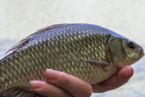 工程鲫简介，生长速度快且摄食力强