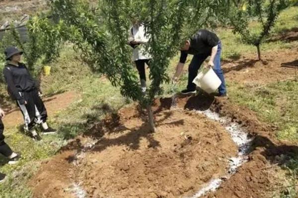 酵素菌肥料如何正确施用，针对不同作物的使用方法不同