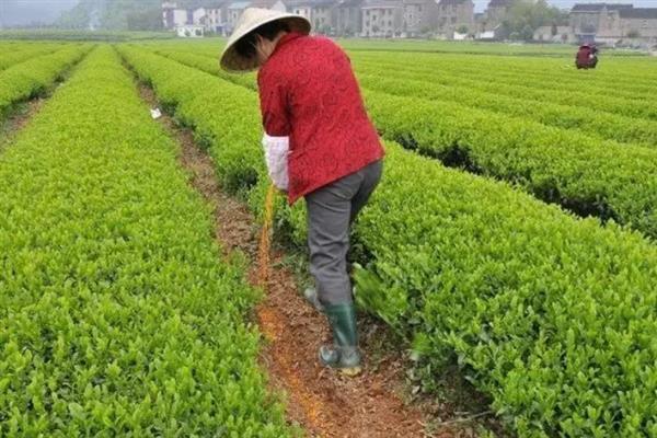 酵素菌肥料如何正确施用，针对不同作物的使用方法不同