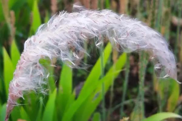 春季茶园管理办法，受冻茶园必须进行修剪