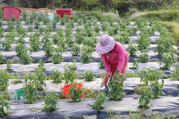 怎么种植朝天椒，浸种催芽后再播种