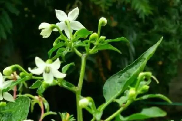 怎么种植朝天椒，浸种催芽后再播种