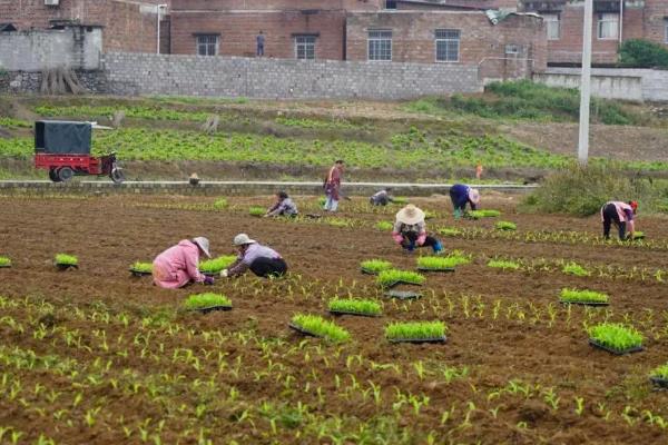 糯玉米的种植时间，春茬在2月底或3上旬播种、秋茬在7月下旬播种