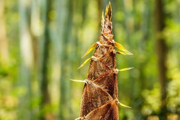 种竹笋用什么土较好，选择土层深厚、含有大量有机质的肥沃土壤