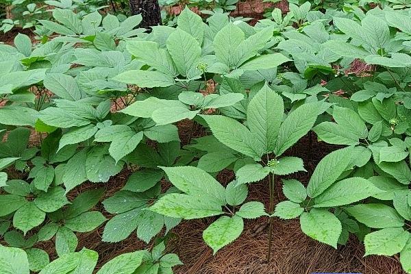 西洋参的种植要点，选择面向太阳阳光的地区进行种植