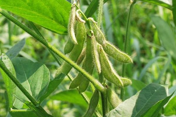 金光豆1号大豆种子介绍，夏大豆品种